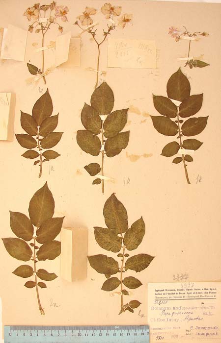 S. tuberosum recurvatum Lectotypus 2005